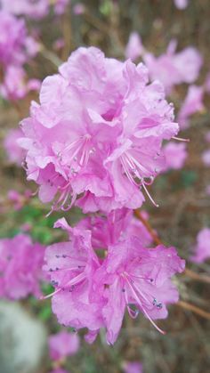 pink flowers with water droplets on them