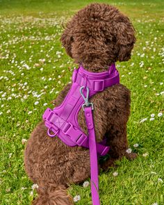 a brown dog sitting in the grass wearing a blue harness