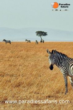 a zebra standing in the middle of a dry grass field with other animals behind it