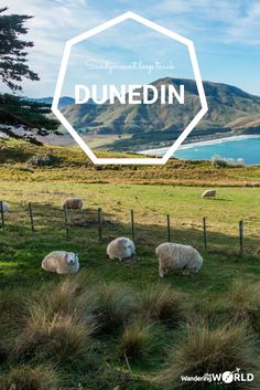 sheep grazing in a field with the words dunendin overlaying it's image