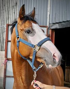 a person is petting a horse in front of a barn with its bridle on