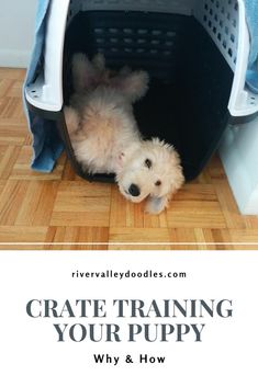 a small white dog laying inside of a dryer