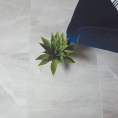 a plant is sitting on the floor next to a blue chair