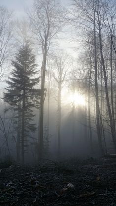 the sun is shining through the foggy trees