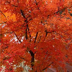 an orange tree with red leaves in front of a building