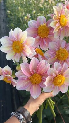 a person's hand holding a bunch of pink and yellow flowers