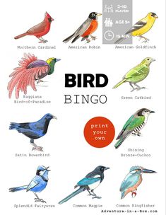 an image of birds that are in different colors and sizes, with the words bird bingo on