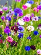 purple and white flowers are growing in the grass