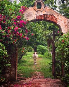 a cow is walking through an archway in the garden