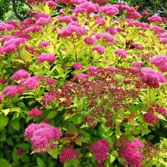 pink flowers are blooming in the garden