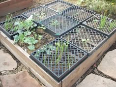 an outdoor garden area with various plants growing in the ground and on top of metal grates