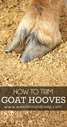 a dog's paw with the words how to trim goat hooves on it and an image