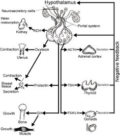 diagram of the structure of an animal's body