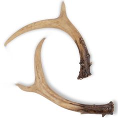 an antler's tail is shown against a white background