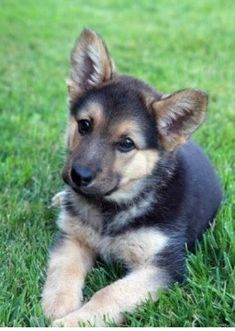 a puppy laying in the grass looking at the camera