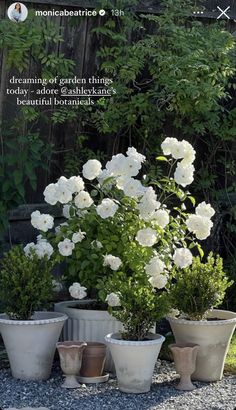 some white flowers are in pots on the ground