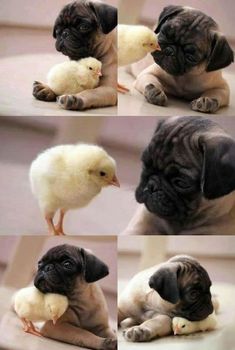 four different pictures of a pug dog holding a chicken