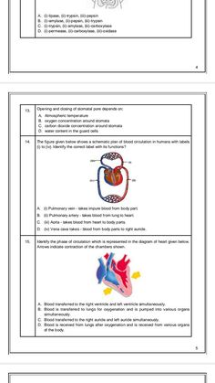 Carbon Dioxide, The Cell, Blood Circulation, Science, How To Plan