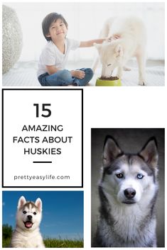 there are pictures of dogs and people in this collage with the words, 15 amazing facts about huskyies