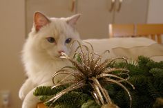 a white cat sitting on top of a wooden table next to a christmas ornament