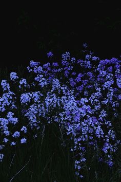 purple flowers are growing in the grass at night