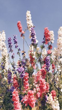 many different colored flowers are in the field