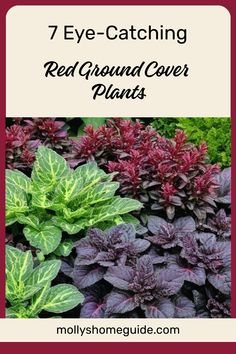 Discover the beauty of red ground cover plants for your garden. From vibrant Red creeping thyme to charming Red Mother-of-Thyme, these Australian native ground cover plants not only add color but also act as effective weed control. Consider using Sedum as groundcover or explore other evergreen options for a low-maintenance solution to landscaping. Find the best ground covers to enhance your outdoor space with our collection of top-rated ground cover plants and flowers. Australian Ground Cover Plants, Groundcover Landscaping, Native Ground Cover, Red Creeping Thyme, Low Growing Ground Cover, Monkey Grass