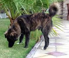 a brown and black dog standing on top of a grass covered field next to a palm tree