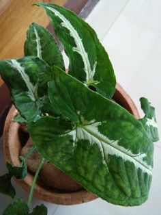 a potted plant with green leaves on the floor next to a tile flooring