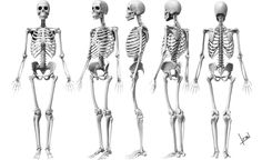 the human skeleton is shown in several different positions