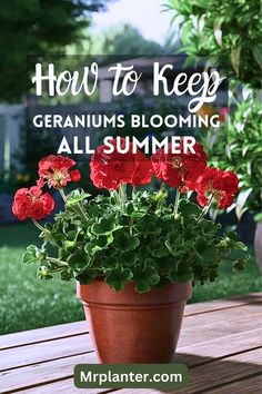 a potted plant sitting on top of a wooden table with the words how to keep geraniums blooming all summer