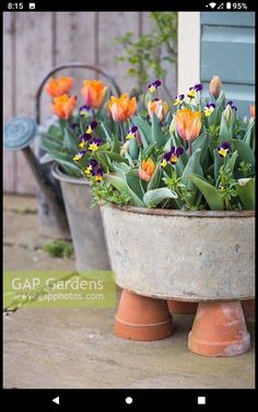 several pots with flowers in them sitting on the ground