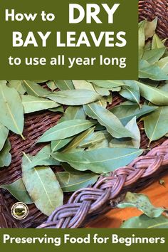 bay leaves in a basket with the title how to dry bay leaves to use all year long