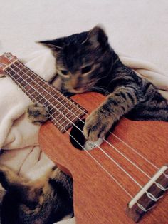 a cat laying on top of a blanket next to a ukulele guitar,