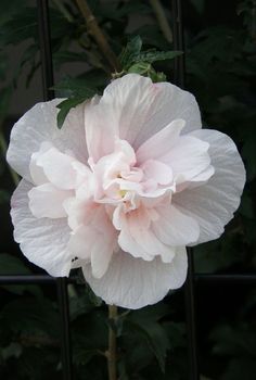 a large pink flower sitting on top of a metal fence