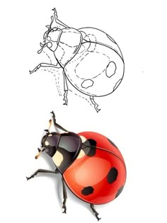 Ladybug Tattoo Stencil, Ladybugs Drawing, Ladybug Stencil, Ladybug Outline, Ladybird Drawing, Bushido Tattoo, Ladybug Drawing, Tatoo 3d