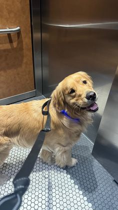 a brown dog standing on top of a floor next to an open door with its tongue hanging out