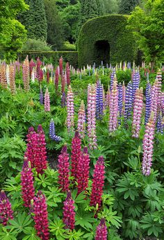 many different colored flowers in a garden