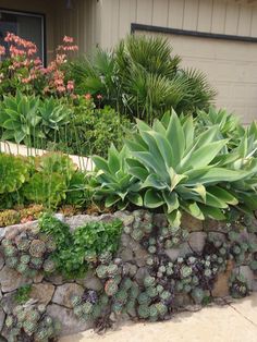 a rock wall with succulents and other plants in front of a house