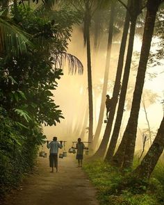 two people walking down a dirt road in the woods with trees and fog behind them