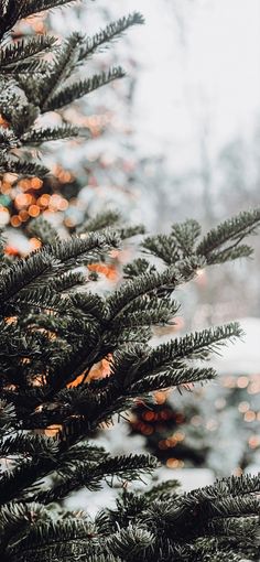 the branches of a pine tree are covered with snow and christmas lights in the background