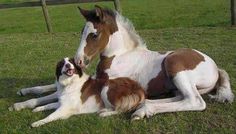 a brown and white horse laying on top of a green field next to a dog