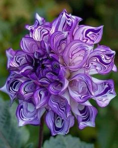 purple and white flower with green leaves in the background