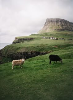 two sheep graze on the grass in front of a large hill with a house