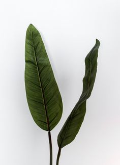 a large green leaf on top of a white table next to a small potted plant