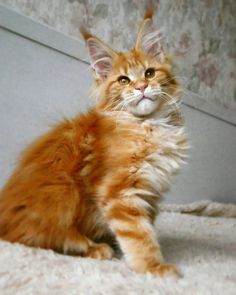 an orange and white kitten sitting on top of a bed next to a wallpaper