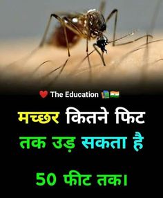 an image of a mosquito with the caption'the education is in hindi '