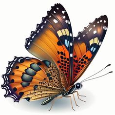 an orange butterfly with black spots on it's wings