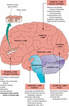 the human brain with labels on it and labeled in different parts, including the cerebra