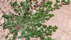 small green plants growing out of the ground in the dirt and sand, with little yellow flowers on them